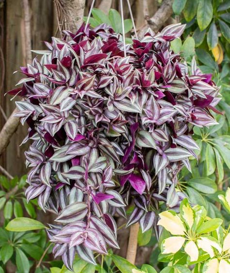 How To Grow Tradescantia Zebrina: Easy Care & Propagation Tips - Garden Lovers Club Propagation Tips, Black Insects, Tradescantia Zebrina, Wandering Jew Plant, Inch Plant, Mushroom Hair, Wandering Jew, Peat Moss, Neem Oil