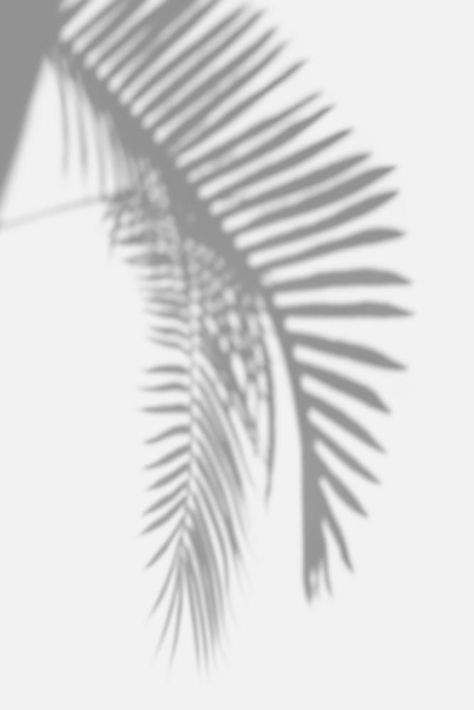 Download premium psd / image of Shadow of palm leaves design element by Teddy about palm shadow, plant shadow black and white, palm leaf black and white, black and white backdrop, and nature 2410650 Shade Plants, Shadow Black And White, Black And White Backdrop, Leaf Black And White, Palm Shadow, Plant Shadow, Portrait Photography Lighting, Homemade Garden Decorations, White Aesthetics