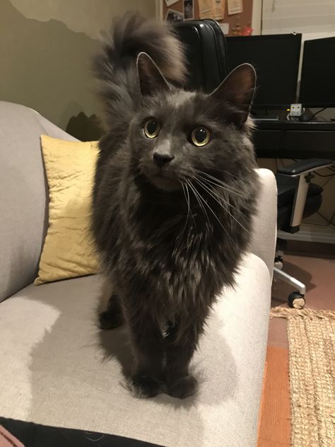 Dusty, my kitty (nebelung) Nebelung Cat Aesthetic, Nebelung Kitten, Pics Of Cute Cats, Nebelung Cat, Nebelung, Cat Lounge, Grey Kitten, Brown Cat, One Eye