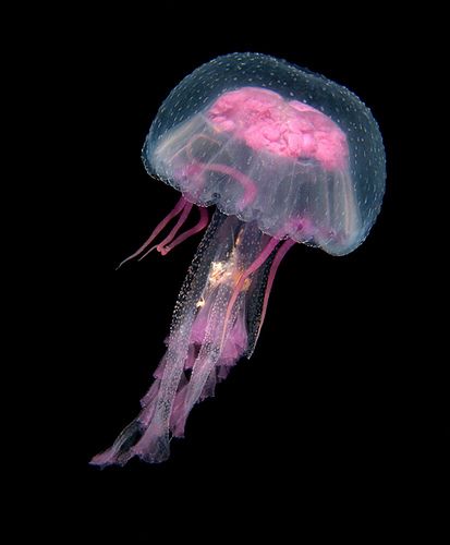 ~ Jellyfish by vanveelen ; Jellyfish taken on a night dive at Ras Umm Sid Sea Jellies, Pink Jellyfish, Cnidaria, Jellyfish Art, Deep Sea Creatures, Beautiful Sea Creatures, Underwater Creatures, Underwater Life, Jelly Fish