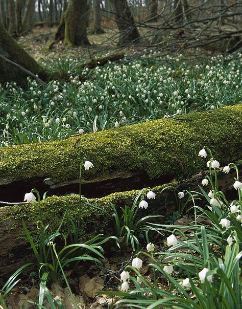 Spring Forest, Pretty Landscapes, Cottage Core Aesthetic, Spring Aesthetic, Nature Aesthetic, Pretty Places, Green Aesthetic, Lily Of The Valley, Months In A Year