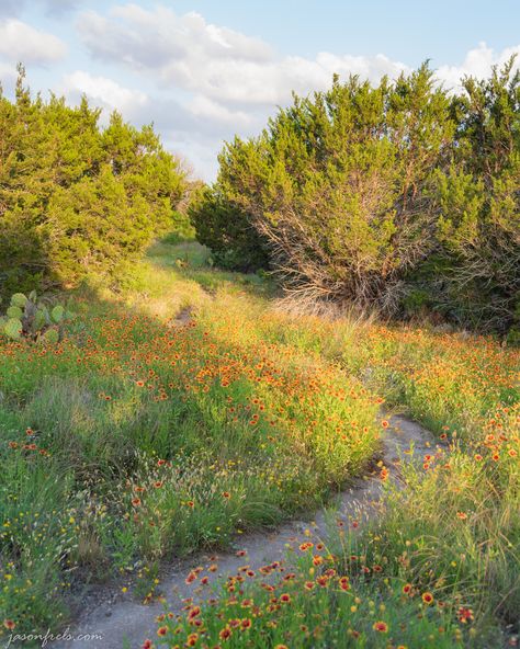 Texas Hill Country Photography, Texas Landscape Photography, Hill Country Aesthetic, Texas Hill Country Aesthetic, Vintage Texas Aesthetic, Boris Core, Texas Country Aesthetic, Austin Texas Aesthetic, Texas Wild Flowers