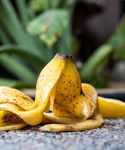 Using banana peels as fertilizer – to boost your plants | Homes & Gardens Banana Water, Banana Peels, Staghorn Fern, Plant Problems, Banana Peel, Garden Idea, Garden Images, Plant Health, Joanna Gaines