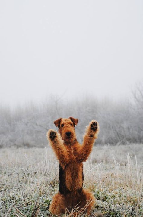 Pinterest: LoSchussler Airedale Terrier Puppies, Airedale Dogs, Welsh Terrier, Irish Terrier, Wire Fox Terrier, Terrier Puppies, Airedale Terrier, Fox Terrier, Terrier Dog