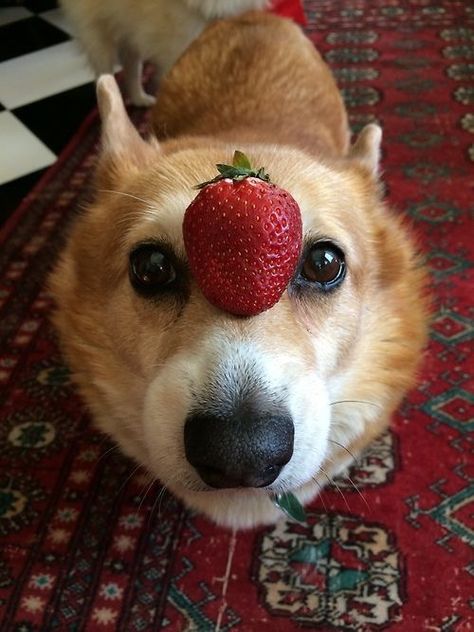 Corgis Puppies, Cute Corgi Puppy, Corgi Pictures, Corgi Funny, Very Berry, Corgi Puppy, Cute Corgi, Pembroke Welsh Corgi, Corgi Dog