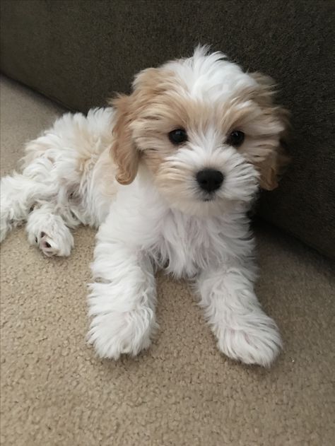 My sweet Cavachon Fluffy Small Dogs, Cavoodle Puppies, Bichon Havanese, Cavachon Puppies, Havanese Puppies, Poodle Puppy, Cute Dogs And Puppies, Poodle Dog, Cavalier King