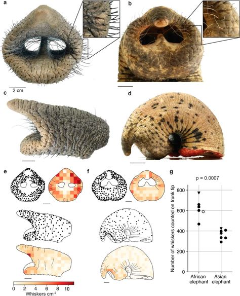 The functional anatomy of elephant trunk whiskers | Communications Biology Elephant Teeth, Elephant Anatomy, Functional Anatomy, Anatomical Study, Newborn Elephant, Tactile Sensitivity, African Savanna, School Creative, Elephant Trunk