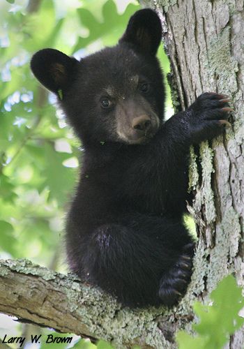 Black Bear Cub - Shenandoah National Park | by Larry W Brown Bear Safety, Tattoo Pics, Black Bear Cub, Awesome Tattoo, Black Bears, Awesome Nature, Bear Photos, Bear Cub, Bear Pictures