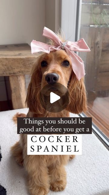 222K views · 13K likes | Herbert & Clover 🐶🍀 + Aisling Doyle on Instagram: "Brb…adding all of this to my resume as we speak 📝 #cockerspanielownership #cockerspanielowner #cockerspanielsofinstagram #cockerspaniel #englishcockerspaniel #crazycockerspaniel #spaniellove" Cocker Spaniel Puppies Aesthetic, Show Cocker Spaniel Puppies, Cocker Spaniel Hairstyles, Sable Cocker Spaniel, Mini Cocker Spaniel, Cocker Spaniel Haircut, Cocker Spaniel Grooming, Show Cocker Spaniel, Grooming Style