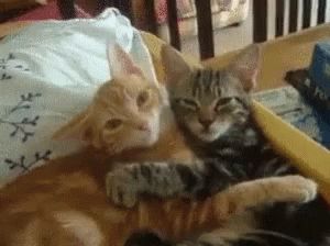 Cat Hugging GIF - Cat Hugging Cats - Discover & Share GIFs