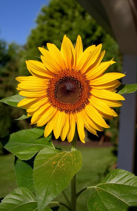 a bright yellow sunflower with seeds ready for harvest Harvesting Sunflower Seeds, Sunflower Iphone Wallpaper, Sunflower Images, Sunflower Photography, Flower Identification, Sunflowers And Daisies, Sunflower Photo, Sunflower Pictures, Sunflower Garden