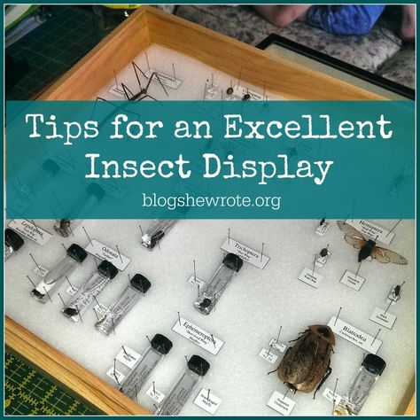 Blog, She Wrote: Tips for an Excellent Insect Display Insect Collection Project, Insect Display, Insect Study, Insect Box, Homeschool Nature Study, Insect Taxidermy, Bug Collection, Insect Collection, Animal Activities