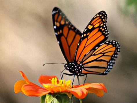 Migrating Monarch Butterfly by donsutherland1, via Flickr Photo Papillon, Butterfly House, Butterfly Photos, Butterfly Pictures, Butterfly Kisses, Airbrush Art, Haiwan Peliharaan, Butterfly Painting, Arte Animal