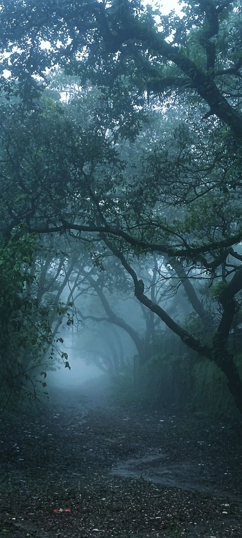 Misty weather of Mahabaleshwar, hill station in Maharashtra. Nature, Photography, Mahabaleshwar, Travel, Mahabaleshwar Photography, Insta Photography, The Cliff, Nature Aesthetic, Places To Travel