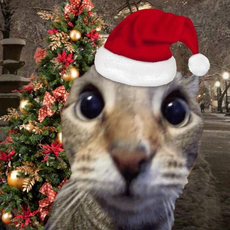 Christmas Cat Profile Picture, Christmas Kitty Pfp, Cat Christmas Meme, Christmas Cat Pictures, Merry Christmas Pfp, Profile Picture Christmas, Christmas Discord Pfp, Christmas Icon Pfp, Christmas Wallpaper Cat