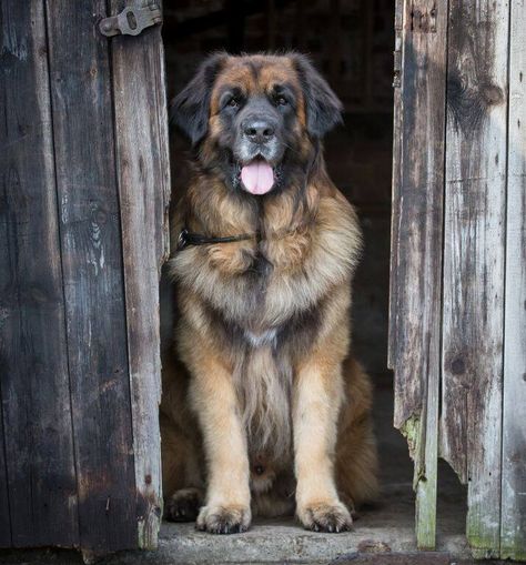 Leonberger Dog, Pet Anime, Giant Dog Breeds, Big Dog Breeds, Buster Brown, Giant Dogs, Pretty Dogs, The Giants, Big Dog