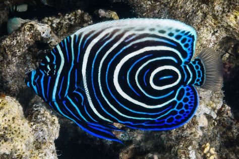 Ribe, Emperor Angelfish, Fish Aquarium Decorations, Salt Water Fish, Tropical Animals, Beautiful Sea Creatures, Marine Aquarium, Marine Fish, Ocean Fishing