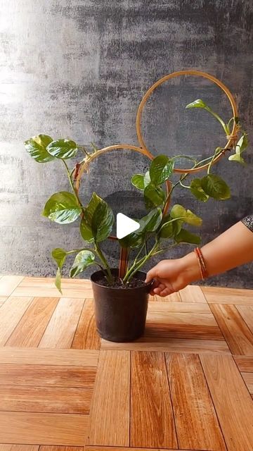 HousePlantParadise on Instagram: "Beautiful DIY for your #pothos! It’s such a great way to spice up plants and provide trellis support! Tag a friend who should try this 💚 📸: @flowerlovers2022   #trellis #pothos #plants #houseplants #gardening #diy" Diy Plant Support Indoor, Money Plant Indoor, Pothos Plant Decor, Potted Plant Trellis, Wall Plants Indoor, Houseplant Trellis, Indoor Plant Trellis, Pothos Vine, Pothos Plants