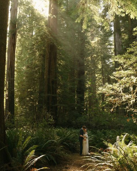 Part two of Maya & Nate 🤍 we chased rays of light and pockets of sunshine and wandered among the biggest trees and it was most idyllic My last trip to the redwoods this year was 10/10 #redwoodsnationalpark #redwoodselopement #nationalparkelopement #californiaelopement #adventureelopementphotographer #destinationelopement #forestelopement Redwoods elopement, national park elopement, elopement inspiration, Washington elopement photographer, Oregon elopement photographer, redwoods elopement... Redwoods Elopement, Elopement Oregon, Forest Elopement, Oregon Elopement, Washington Elopement, The Redwoods, National Park Elopement, Rays Of Light, Park Elopement