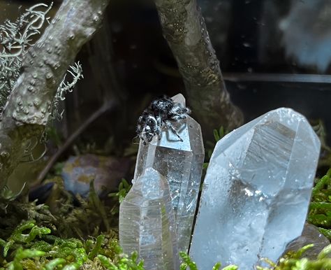 Jumping spider resting on a crystal point Pet Beetle Enclosure, Bioactive Jumping Spider Enclosure, Cute Jumping Spider Enclosure, Regal Jumping Spider Enclosure, Millipede Enclosure, Beetle Enclosure, Diy Jumping Spider Enclosure, Spider Enclosure Ideas, Jumping Spider Enclosure Ideas