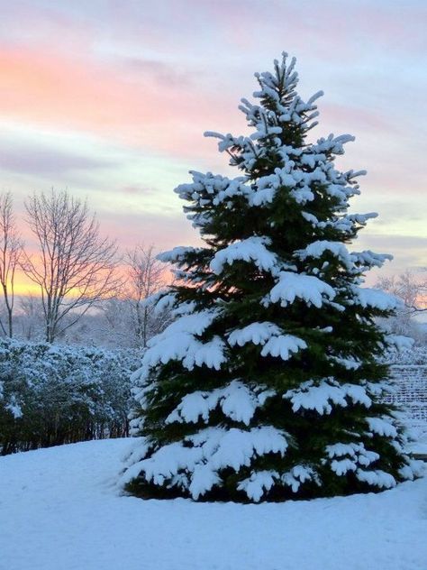 Winter Reference Photo, Snowy Trees Painting, Tree In Winter, Snow Tree, Snow Covered Trees, Beautiful Scenery Pictures, Winter Watercolor, Snowy Trees, Scenery Pictures