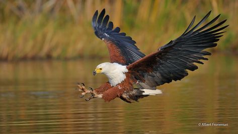 African Fish-Eagle - eBird African Eagle, African Fish Eagle, Steller's Sea Eagle, Birds Paintings, Fish Eagle, Eagle Pictures, World Birds, Most Beautiful Birds, Adorable Wallpapers