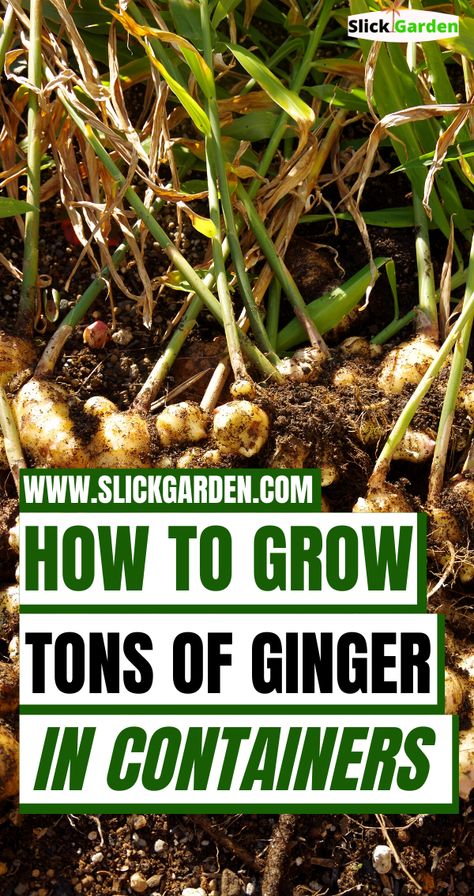 Growing Ginger In Containers, How To Grow Ginger In A Pot, Growing Ginger In A Pot, Ginger Plant How To Grow A, Ginger Growing At Home, How To Grow Turmeric, Ginger Growing, Growing Ginger Indoors, Growing Vegetables In Pots