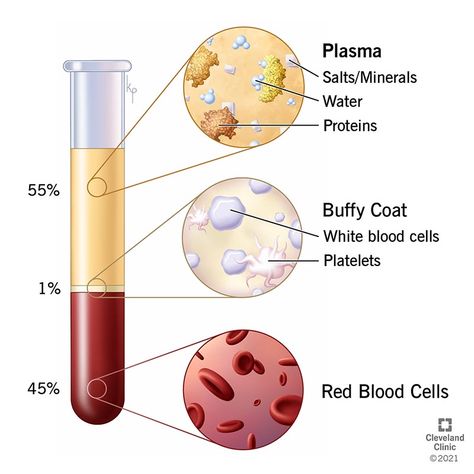 What is Plasma? Plasma Donation & Importance What Is Blood, Plasma Donation, Types Of Blood Cells, Medical Laboratory Science Student, Plasma Membrane, Study Biology, Nursing School Motivation, Medical School Life, Blood Plasma