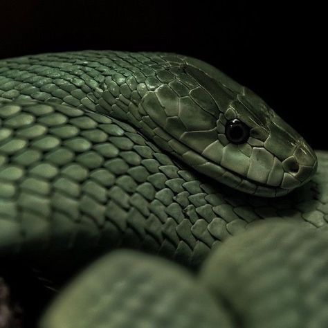 Loki Aesthetic, Draco Malfoy Aesthetic, Slytherin Pride, Catty Noir, Dark Green Aesthetic, Slytherin House, Hogwarts Aesthetic, Green Snake, Slytherin Aesthetic