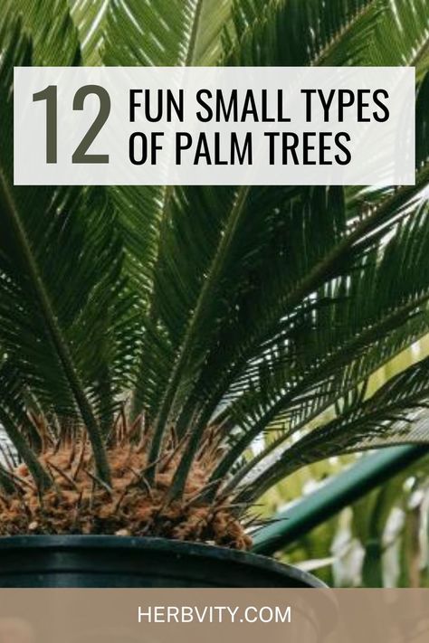 If you want to bring the tropics home with you or simply learn about different types of palm trees, 12 Fun Small Types Of Palm Trees is here to help. Types Of Palm Trees, Palm Tree Types, Needle Palm, Landscaping Entrance, Monument Ideas, Palm Trees Landscaping, Small Palm Trees, Bamboo Palm, Sago Palm