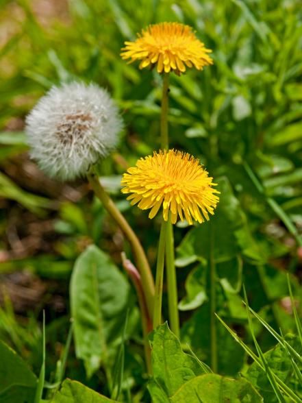 Get Rid Of Dandelions, Common Lawn Weeds, Lawn Weeds, Grass Weeds, Lawn Alternatives, Hgtv Garden, Weeds In Lawn, Aerate Lawn, Planting Ideas