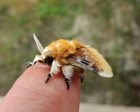 Flannel Moth, Poodle Moth, Seelie Court, Cute Moth, Cool Insects, Cool Bugs, Interesting Animals, Beautiful Bugs, Arthropods