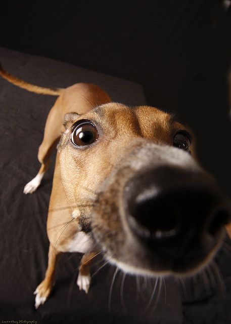 One more puppy close up. Penny's Nose Dog Whiskers, Animal Noses, Dog Nose, Dog Brain, Up Dog, Animal Faces, Dog Face, Dog Photography, Beautiful Dogs