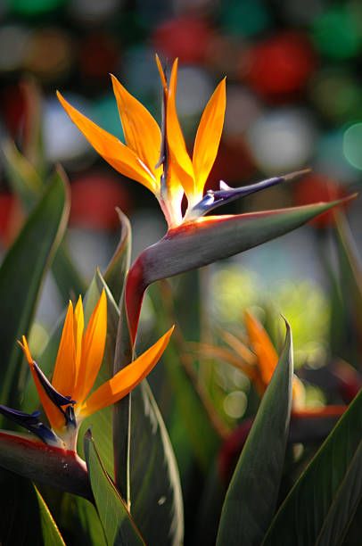 7,228 Bird Of Paradise Plant Stock Photos, Pictures & Royalty-Free Images - iStock Birds Of Paradise Plant, Bird Of Paradise Plant, Flower Identification, Paradise Plant, Birds Of Paradise Flower, Orange Bird, Fast Growing Trees, Unique Trees, Low Maintenance Plants