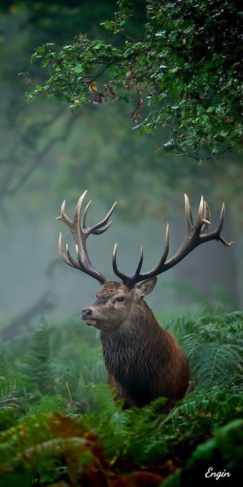 Regnul Animal, Wild Animals Photos, Deer Photos, Wild Animals Pictures, Forest Animal, Majestic Animals, A Deer, Animal Totems, Wildlife Animals