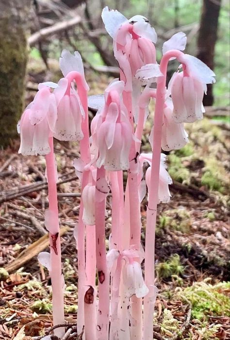 Ghost Pipe, Snapdragon Flowers, Pretty Flowers Pictures, Ghost Plant, Newfoundland Canada, Pink Ghost, Plant Fungus, Nothing But Flowers, Flower Therapy