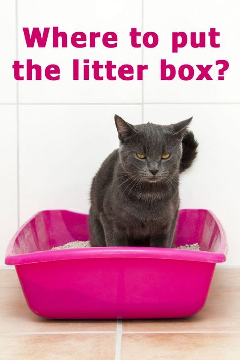 Raising Kittens, Cat Litter Boxes, Best Litter Box, Gatos Cool, Best Cat Litter, Cleaning Litter Box, Cat Health Care, Cat Care Tips, Litter Tray