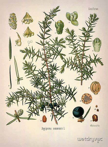 Juniper Plant, Illustration Botanique Vintage, Juniperus Communis, Botanical Plants, Botanical Illustration Vintage, Illustration Botanique, Tree Illustration, Botanical Drawings, Nature Illustration