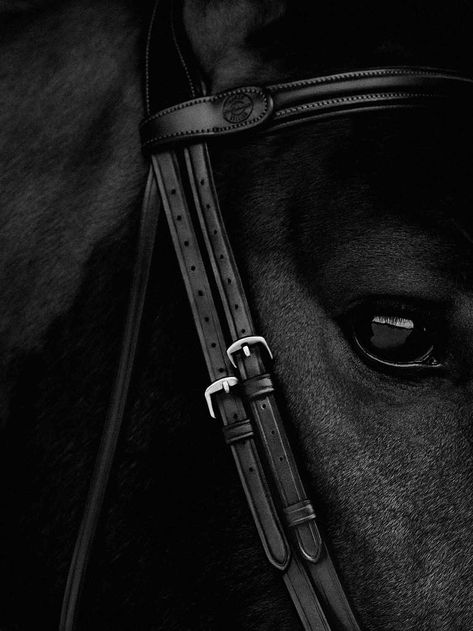 Equestrian Aesthetic, Horse Ring, Horse Treats, Horse Aesthetic, Art Gallery Wallpaper, Black Horse, Horse Photos, Horse Photography, Horse Love