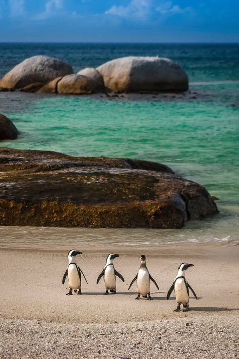 Boulders Beach, South Africa. | Blog by the Planet D | #Travel #TravelPhotography #Wanderlust #TravelInspiration #CapeTown #SouthAfrica South Africa Bucket List, South Africa Road Trips, Africa Bucket List, Boulders Beach, 28 Reasons, African Penguin, Boulder Beach, Africa Photography, Visit Africa