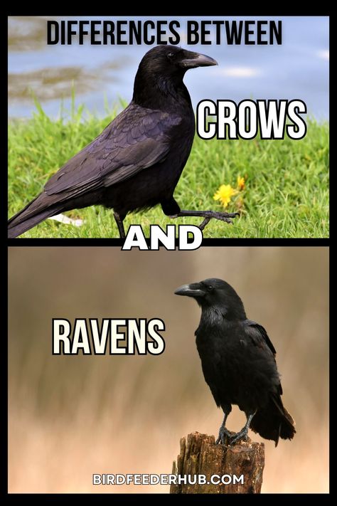 If you're confused about crows and ravens and want to learn the differences between them, this article will help you out! #Ravens #Crows #Crowsandravens Difference Between Crows And Ravens, Crows Vs Ravens, Two Ravens Tattoo, Raven Vs Crow, Crow And Raven, Crow Photo, Raven Photo, Crows And Ravens, Raven Photography