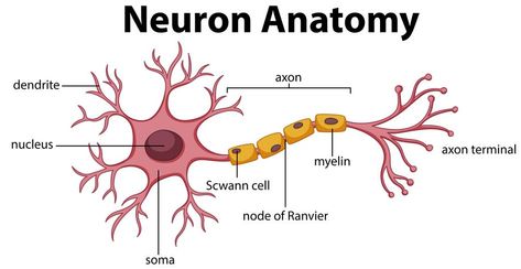 Neuron Anatomy, Neuron Diagram, Nervous System Diagram, Nervous System Anatomy, Cell Diagram, Sistem Saraf, Brain Anatomy, White Matter, Teaching Biology