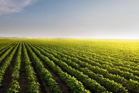 Agriculture Background Design, Farming Background, Soybean Field, Agriculture Background, Notebook Wallpaper, Agriculture Photography, Agriculture Design, Farm Fields, Field At Sunset