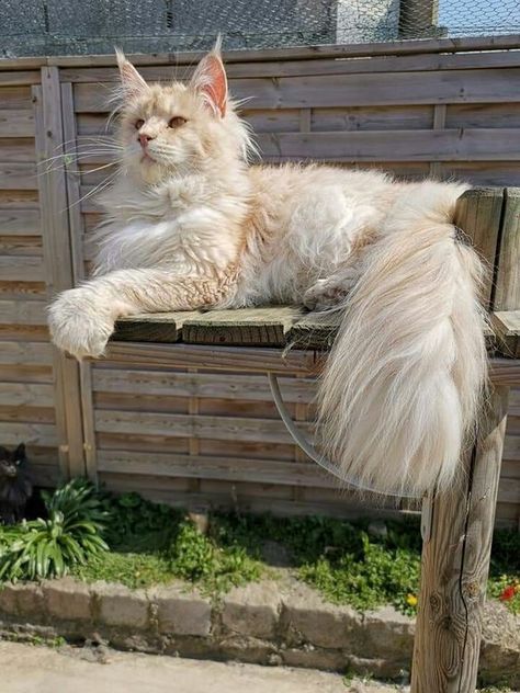 Söpö Kissa, Söt Katt, Gorgeous Cats, Cute Cats Photos, Pretty Animals, Haiwan Peliharaan, Cat Aesthetic, Cute Cats And Dogs, Beautiful Cat