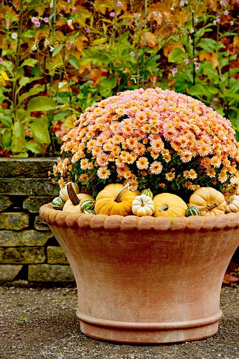 Caring For Mums, Potted Mums, Mums In Pumpkins, Garden Mum, Fall Mums, Fall Containers, When To Plant, Grow Gorgeous, Mums Flowers