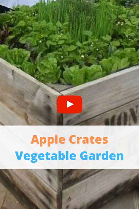 Here are the following benefits of using apple crates for the rearing of home fresh vegetables.  #aaplecratesdiy #cratesdiy #crates #diy #gardening #growfood #organicgarden Apple Crate Vegetable Garden, Crate Garden, Raised Vegetable Gardens, Aquaponics Fish, Garden Layout Vegetable, Apple Crates, Grow Food, Indoor Vegetable Gardening, Backyard Vegetable Gardens