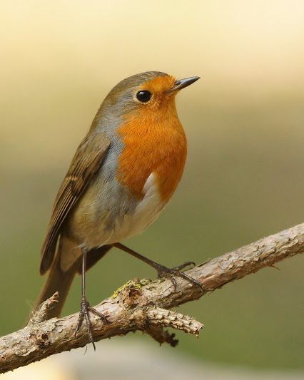 Robin Painting, Robin Photos, Birds Watercolor, Beautiful Christmas Scenes, Painting Birds, British Birds, Red Robin, Robin Bird, Bright Background