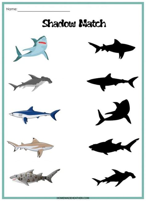 Free Shark Match Activity Printable Shark Worksheets Kindergarten, Build A Shark Printable, Shark Memory Game, Preschool Shark Week Activities, Shark Math Activities For Preschool, Shark Learning Activities For Kids, Shark Lesson Plans Preschool, Shark Activity Preschool, Shark Worksheets Preschool