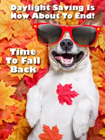 If you had planned on sending a daylight saving ends card out this year, than this is the card to use! Your friends and family will think it’s the best card ever and they will be sure to remember to turn their clocks back after seeing it. This little dog can’t wait to remind everyone that daylight saving is ending, he’s been waiting all year for this moment. Don’t make him wait a second longer, send this awesome card out today! Turn Clocks Back Humor, Daylight Savings Time Humor Fall, Time Change Fall Back Humor, Day Light Savings Humor Fall Back, Fall Back Daylight Savings, Daylight Savings Fall Back, Fall Back Time Change, Turn Clocks Back, Fall Back Time