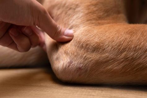 5 Symptoms Of Canine Arthritis And How To Ease Your Dog's Pain Dog Ramp For Bed, Dog Ramp, Dog Help, Senior Dog, Dogs